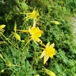 Aquilegia chrysantha Цветок