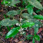 Aulacocalyx jasminiflora Leaf