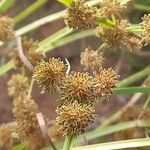 Cyperus difformis Fleur