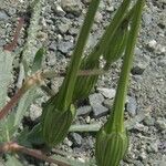 Erodium gruinum Other