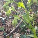 Helleborus foetidusFlower