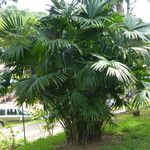 Carludovica palmata Лист