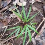 Acanthophoenix rubra পাতা