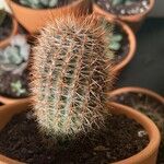 Echinocereus dasyacanthus Лист