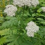 Tanacetum macrophyllum Квітка