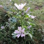 Malva multiflora Flor