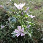 Malva multiflora Kvet