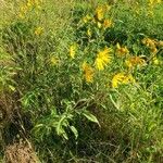 Helianthus grosseserratus موطن