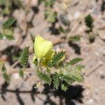 Tribulus zeyheri Blomst