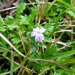 Geranium potentillifolium Flower