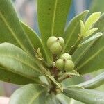 Baloghia alternifolia Froito