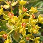Euphorbia oxyphylla Цветок