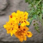 Tagetes tenuifolia Frunză