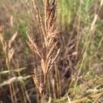 Bromus lanceolatus 葉