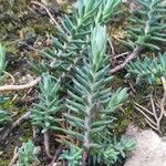 Sedum rupestre Leaf