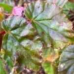 Begonia cucullata Blatt