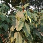 Ficus triloba Habitatea