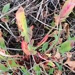 Rumex bucephalophorus 形态