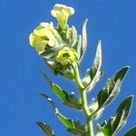 Hyoscyamus albus Virág