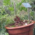 Pelargonium schizopetalum Habitatea