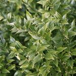 Sarcococca pruniformis Fuelha