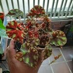 Begonia boweraeLehti