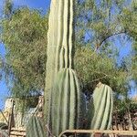 Pachycereus pringlei Leaf