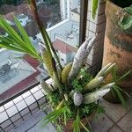 Cyrtopodium andersonii Yeri