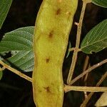 Lonchocarpus ferrugineus