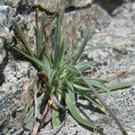 Armeria multiceps Hoja