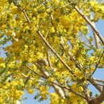 Pterocarpus erinaceus Altul/Alta
