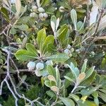 Pittosporum crassifolium Φύλλο