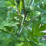 Artemisia princeps Kůra