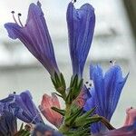 Echium thyrsiflorum Flower