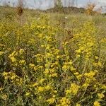 Tanacetum annuum Habit