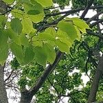 Hovenia dulcis Frunză