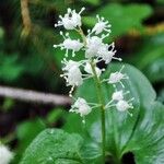 Maianthemum bifoliumFlor