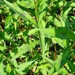 Persicaria maculosa Blatt