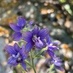 Staphisagria macrosperma ᱵᱟᱦᱟ