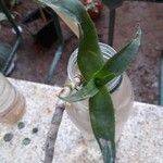 Aloe arborescens Leaf