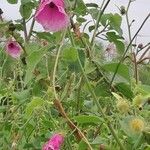 Hibiscus furcellatus Цветок