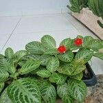 Episcia cupreataFrunză