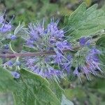 Caryopteris incana Kvet