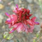 Onobrychis supina Flor