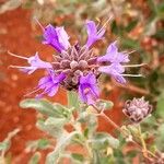 Salvia clevelandii Flower