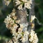 Myrsine grandifolia Kukka