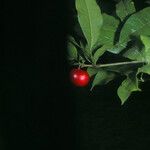 Protium trifoliolatum Fruit