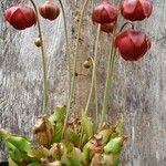 Sarracenia purpurea Цвят