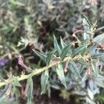 Angelonia biflora Hoja