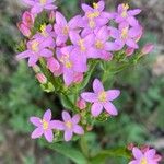 Centaurium tenuiflorum Цветок